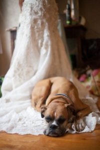un cane boxer sdraiato sullo strascico del vestito da sposa 