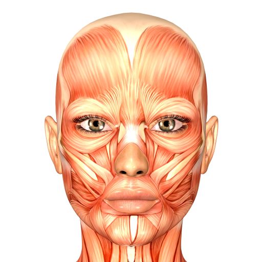 L'immagine mostra I muscoli facciali, che sono come gli altri muscoli del corpo. Se allenati alla giusta maniera, con costanza, si possono tonificare. La ginnastica per il viso funziona davvero, è un metodo naturale per avere  un viso più snello, la mascella più definita e il mento delineato